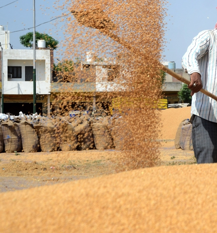 MP extends wheat procurement registration deadline, norms relaxed