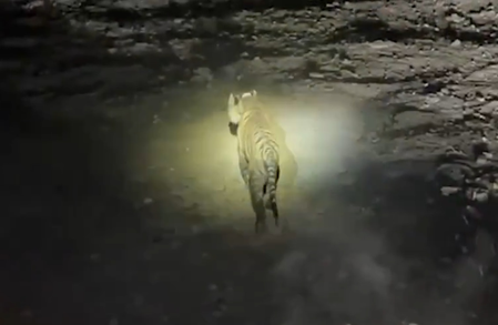 MP: Madhav Tiger Reserve receives one more Tiger, numbers increase to seven