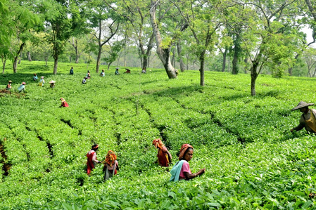 NE tea planters’ body urge Centre, Assam govt to allow oil palm trees planting in tea gardens