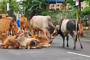 TN: Retired army man injured in stray cattle attack in Chennai