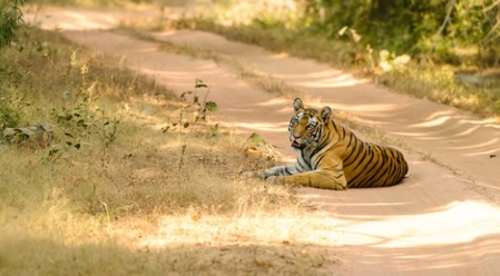 MP govt names wildlife sanctuary after  B.R. Ambedkar