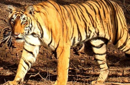 Tiger panic in MP village ends with surprise return of missing man