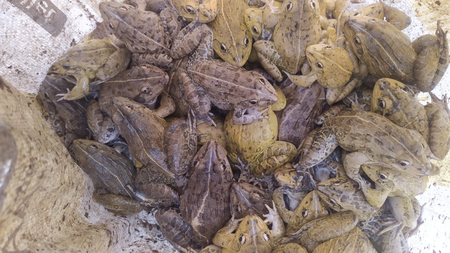 RPF rescues 450 live frogs from Assam's Silchar Railway Station