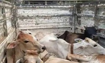 Supreme Court cancels bail of habitual cow smuggler accused