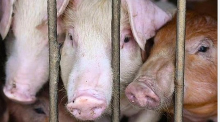 Over 3,050 pigs killed due to African Swine Fever in Mizoram Over 3,050 pigs killed due to African Swine Fever in Mizoram