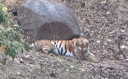 MP: Tigress carcass found in mutilated condition in Pench Tiger Reserve MP: Tigress carcass found in mutilated condition in Pench Tiger Reserve