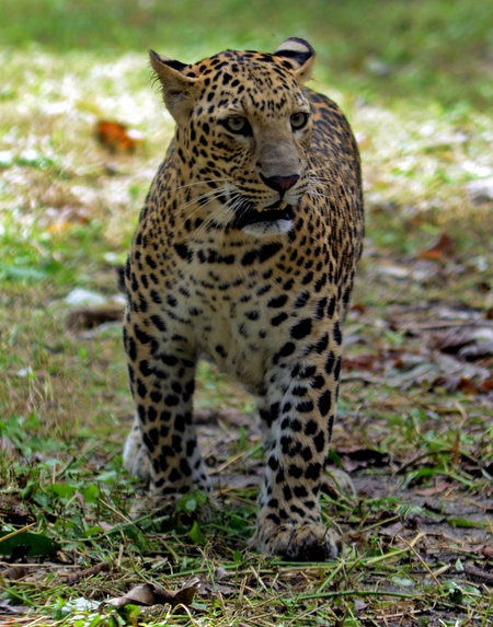 54 leopards in Mumbai forests credited for highest density in world