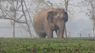 TN Forest Dept steps up patrolling on Udumalpet-Munnar road as wild elephants roam highways