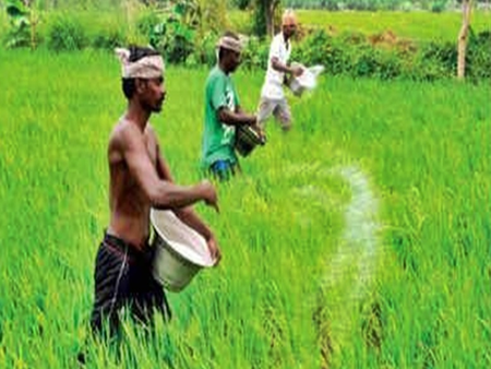 IMD forecast for early monsoon brightens Kuruvai prospects in TN's Cauvery delta IMD forecast for early monsoon brightens Kuruvai prospects in TN's Cauvery delta