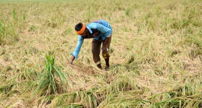 Nearly 2,23,000 growers in Himachal Pradesh adopt natural farming
