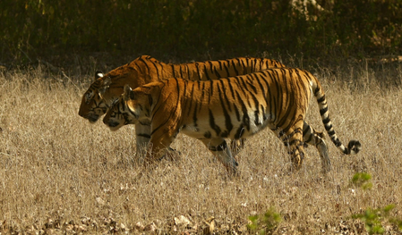 Trapped between rocks, tigress found dead in Kanha Tiger Reserve