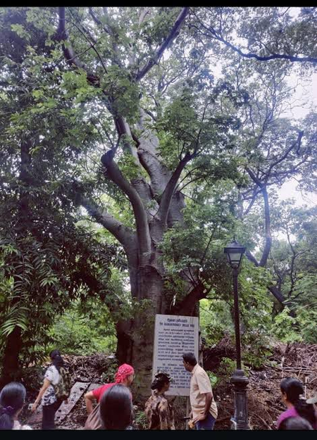Chennai launches ‘Heritage Trees’ initiative to protect rare, endangered species