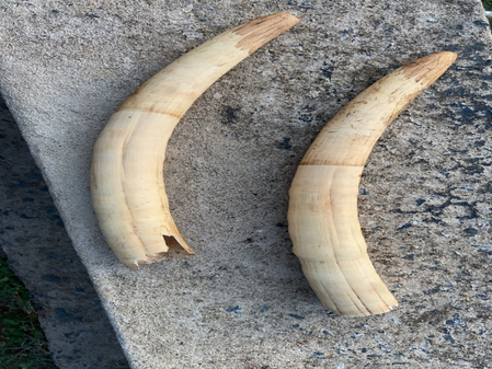 Man arrested for involvement in wildlife crimes; elephant tusks valued at Rs 50 lakh recovered
