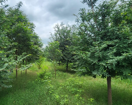 ‘Sindoor Van’ to honour armed forces in Gujarat, 20 acre forest project announced