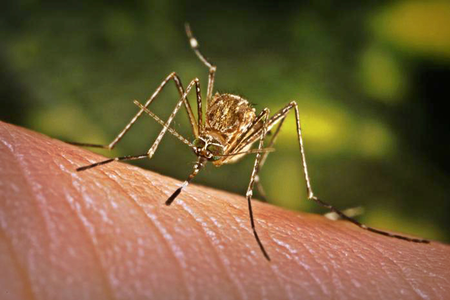 Laos continues efforts to prevent dengue spread Laos continues efforts to prevent dengue spread