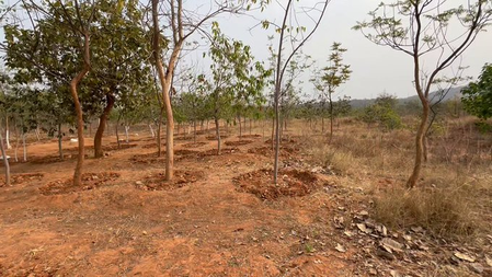 Government committed to protecting nature: Telangana CM