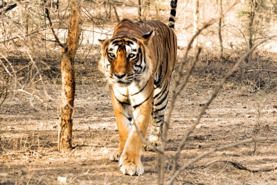 Priest killed by tiger inside Ranthambore Fort, third attack in two months sparks outrage