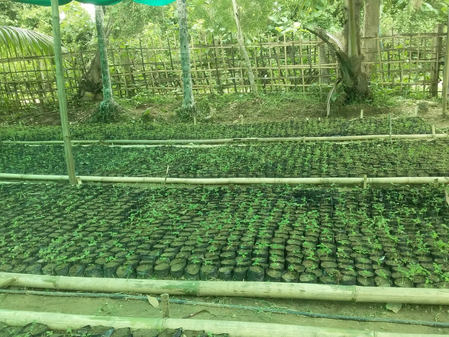 Tripura has begun experimental soilless hydroponic farming: Minister