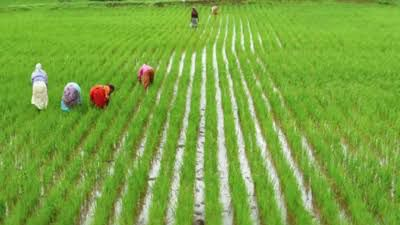 TN farmers rejoice as ‘Mother Cauvery’ arrives, to meet Kuruvai paddy cultivation target TN farmers rejoice as ‘Mother Cauvery’ arrives, to meet Kuruvai paddy cultivation target