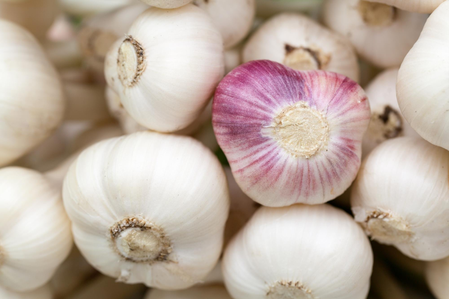 Garlic cultivation in Himachal expanded to 4,000 hectares: Experts Garlic cultivation in Himachal expanded to 4,000 hectares: Experts