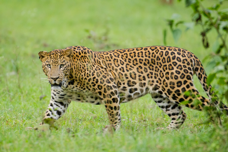 Search continues for six-year-old girl taken by leopard in TN's Valparai