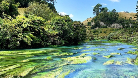 New Zealand's alpine ecosystems threatened by rapid weed spread New Zealand's alpine ecosystems threatened by rapid weed spread