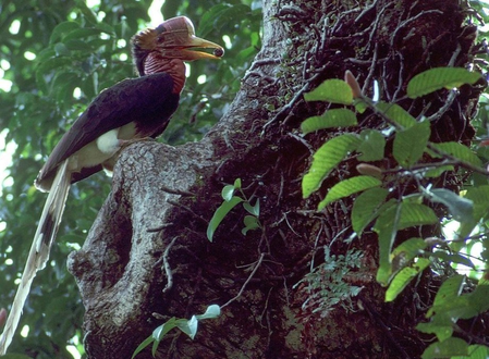 Over 500 bird species face extinction risk in the next 100 years: Study Over 500 bird species face extinction risk in the next 100 years: Study