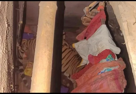 Ranchi village on edge as tiger takes shelter inside home, rescue efforts on for 12 hours