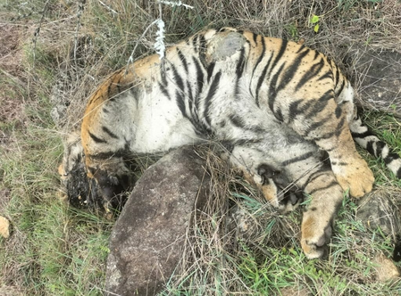Death of 5 tigers: Two arrested for poisoning big cats in revenge for cow's killing
