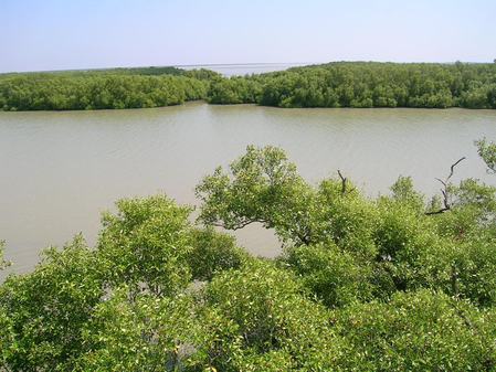 TN govt restores 2,057 hectares of mangroves in Muthupet region