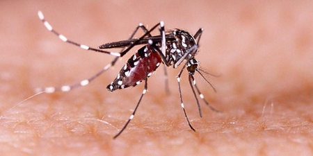 Cambodia records 7,000 dengue fever cases with 15 deaths in 2025 Cambodia records 7,000 dengue fever cases with 15 deaths in 2025