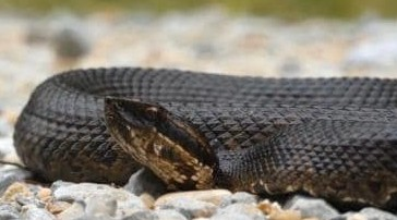 Snakebite claims three lives in Jharkhand’s Palamu, several critical