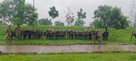 BSF chases away 7 Bangladeshi infiltrators along Indo-Bangla border; rescues cattle