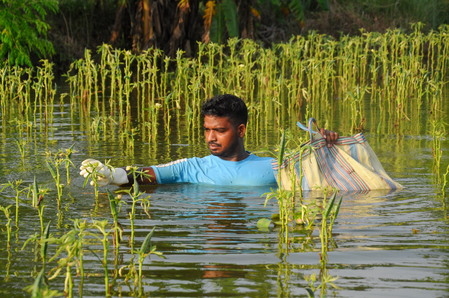 Crops damage in heavy rains causes vegetable prices to skyrocket in Bengal cities Crops damage in heavy rains causes vegetable prices to skyrocket in Bengal cities