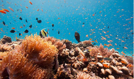 Tanzania beefs up efforts to safeguard biodiversity, strengthen blue economy