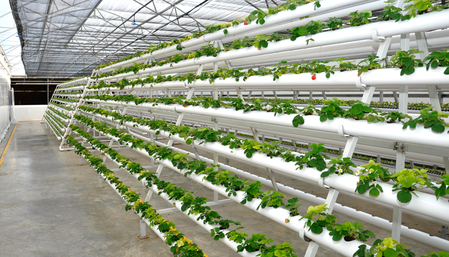 Jain Irrigation System's net profit falls 60 pc sequentially to Rs 11 crore in Q1 Jain Irrigation System's net profit falls 60 pc sequentially to Rs 11 crore in Q1