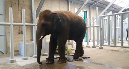 Karnataka elephants explore new surroundings in Japan