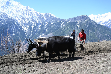 2,244 families practising chemical-free farming in Himachal’s remote Pangi