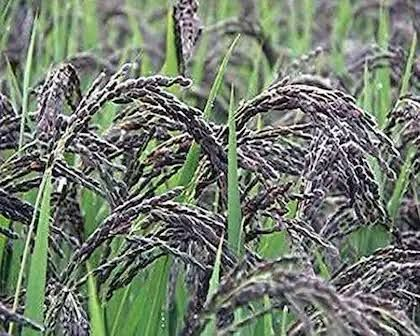 As ‘Karuppu Kavuni’ paddy sees price crash, TN farmers seek govt support
