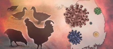 South Africa's Western Cape confirms bird flu outbreaks, urges public vigilance