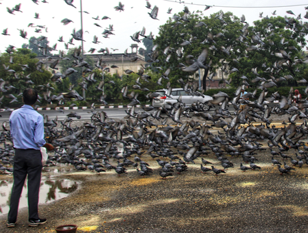 Maha: Mumbai registers first FIR for feeding pigeons