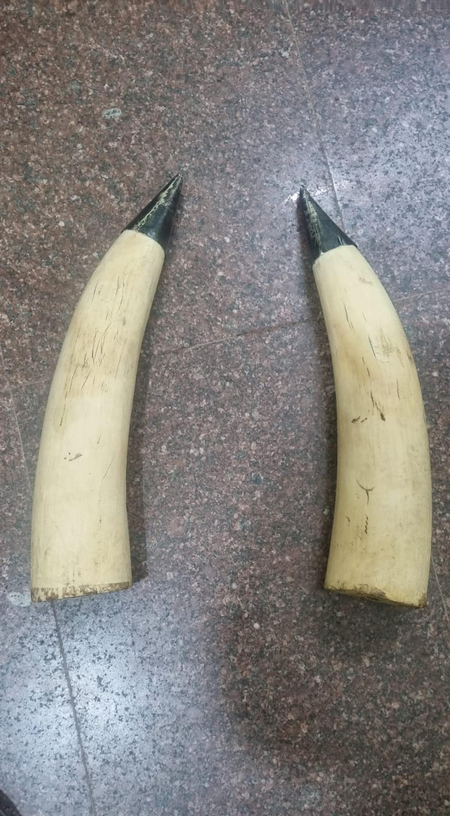 Three elephant tusks seized in Tripura; suspect on the run