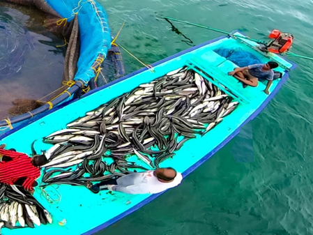 Gujarat ranks 2nd in marine fish production, estimated to be 10.37 lakh MT in 2024-25 Gujarat ranks 2nd in marine fish production, estimated to be 10.37 lakh MT in 2024-25