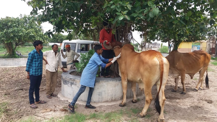 States adequately funded for vaccinating bovines against livestock diseases: Govt