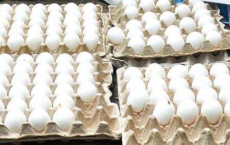 US tariffs leaves Rs 20 crore egg consignment stranded in TN's Namakkal US tariffs leaves Rs 20 crore egg consignment stranded in TN's Namakkal