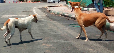 Meghalaya HC lauds govt’s measures to tackle stray dog menace Meghalaya HC lauds govt’s measures to tackle stray dog menace