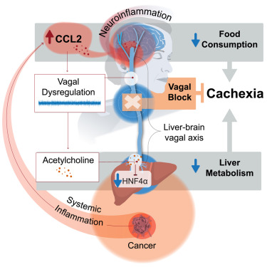 Study identifies reasons behind deadly weight loss in cancer patients
