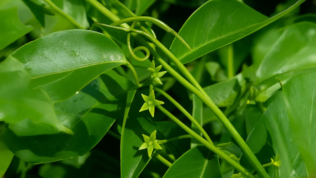 इन समस्याओं के लिए काल है कृष्ण सारिवा, जानें फायदे और इस्तेमाल का तरीका