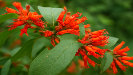 आयुर्वेद का खजाना है धातकी का पौधा, जानें इसके चमत्कारी फायदे