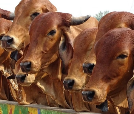 Historic leap for Rajasthan’s dairy sector, first sex sorted semen lab to begin operation tomorrow